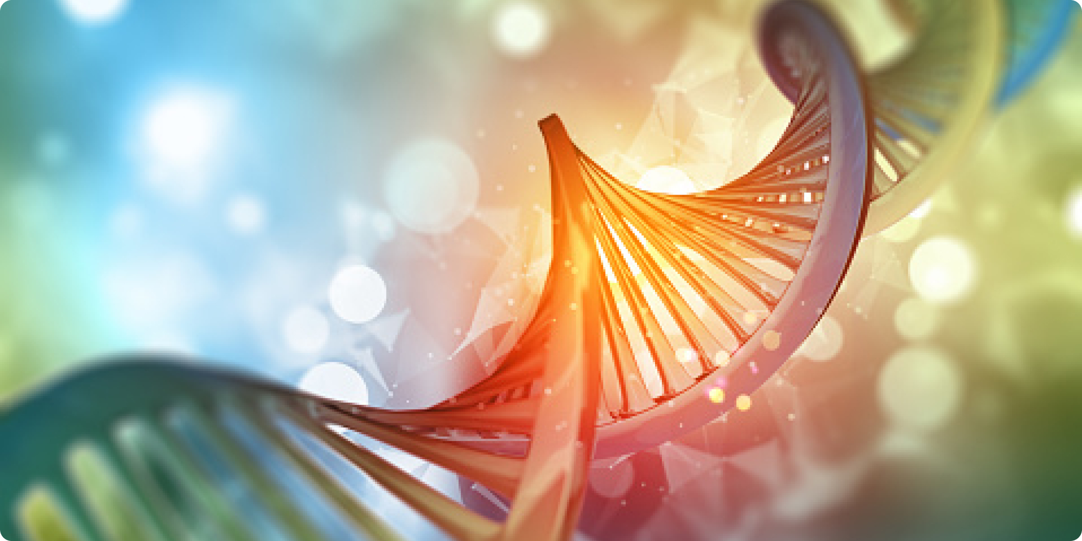 Nucleic Acid